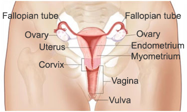 Gynecological Cancer
